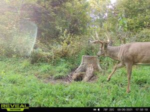 Big-Buck