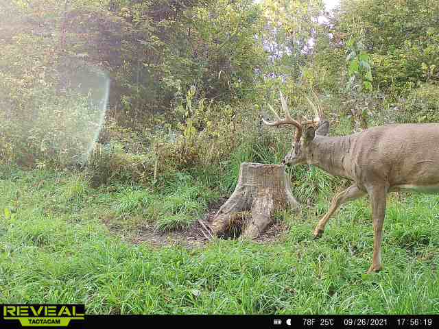 Big-Buck