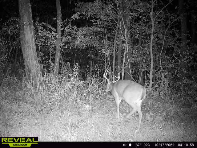 Buck3-1021