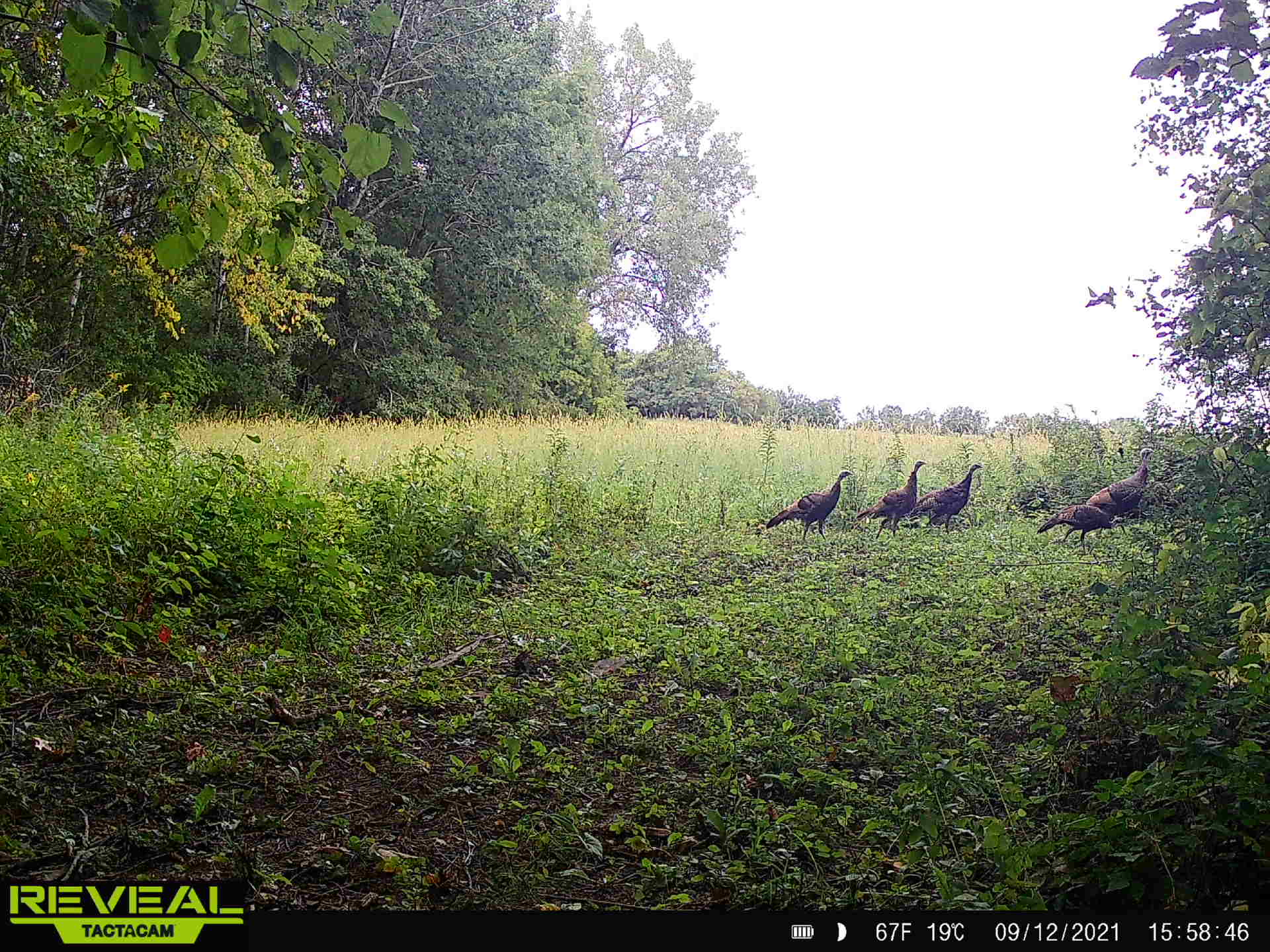Wild-Turkey