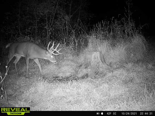 buck10-21