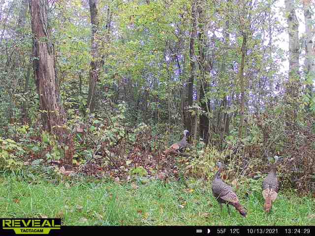 turkeys-10-21